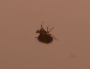 血比较多的虫怪怎么打