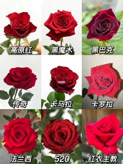 哪种1.76小极品玫瑰传奇才是你的喜欢